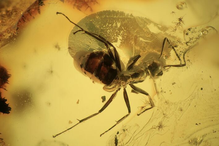 Fossil Ant (Formicidae) In Baltic Amber #120607